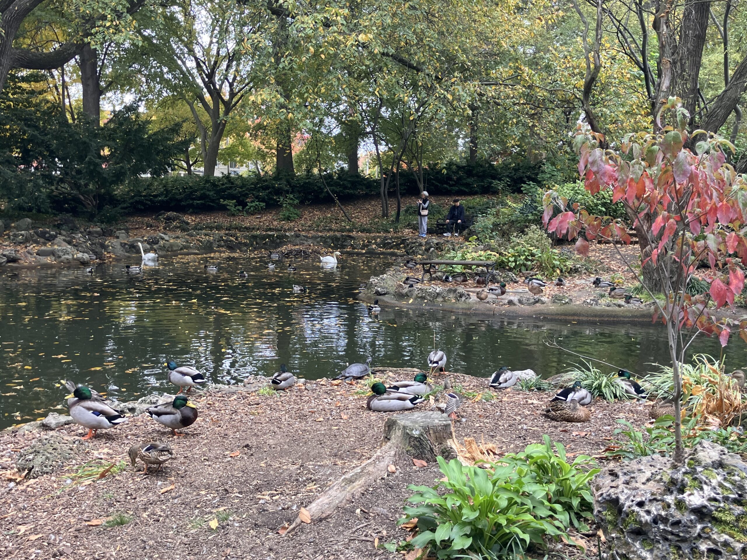 Swans, St. Louis